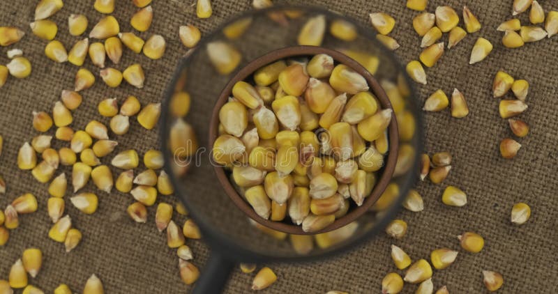 Cuvette tournante en faïence avec grain de maïs. contrôle qualité des semences à l'aide d'une loupe. vue de dessus de grain entier banque de vidéos