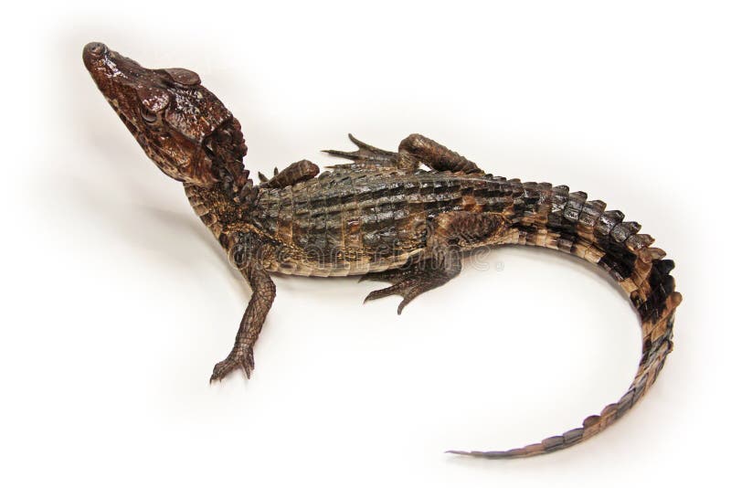 Cuviers Dwarf Caiman baby