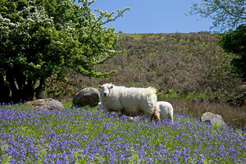 Cwm Pennant