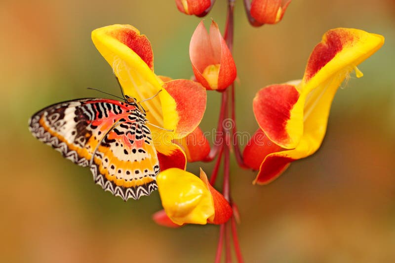 Cethosia cyane, Leopard Lacewing, tropical butterfly distributed from India to Malaysia. Beautiful insect sitting on red and yellow bloom of tree, nature forest habitat. Cethosia cyane, Leopard Lacewing, tropical butterfly distributed from India to Malaysia. Beautiful insect sitting on red and yellow bloom of tree, nature forest habitat.