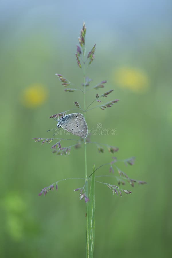 Mazarine blue, Cyaniris semiargus resting on plant with a blurred background. Mazarine blue, Cyaniris semiargus resting on plant with a blurred background.