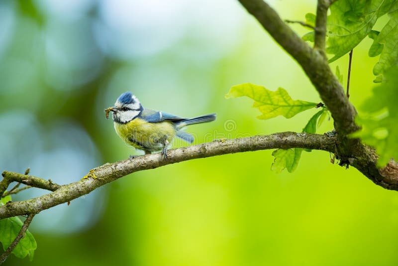 Cyanistes caeruleus 野生生物 E 美好的照片 自由本质 从鸟生活 春天 蓝色鸟 库存图片 Cyanistes caeruleus 野生生物 E 美好的照片 自由本质 从鸟生活 春天 蓝色鸟 库存图片