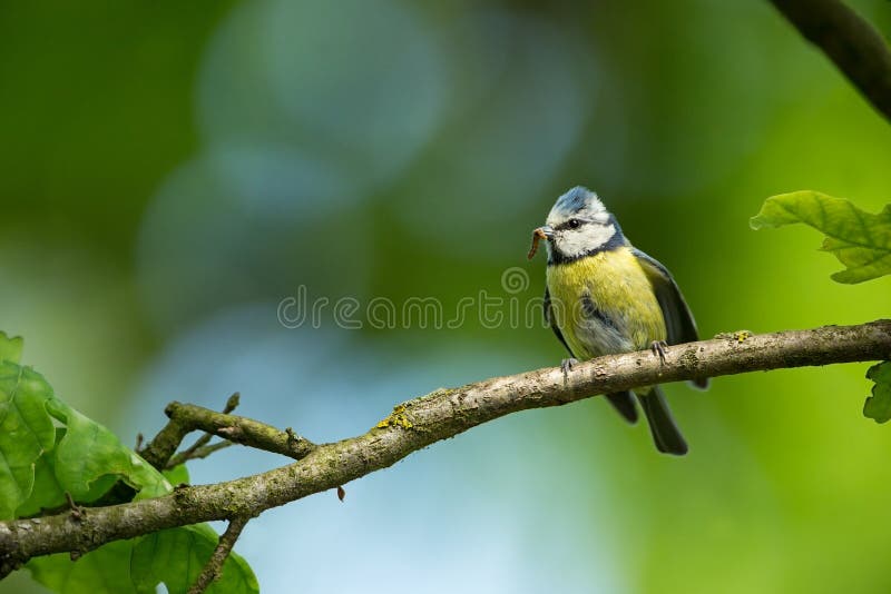 Cyanistescaeruleus wildlife E Mooi beeld Vrije Aard Van het vogelleven De lente Blauwe Vogel royalty-vrije stock foto Cyanistescaeruleus wildlife E Mooi beeld Vrije Aard Van het vogelleven De lente Blauwe Vogel royalty-vrije stock foto