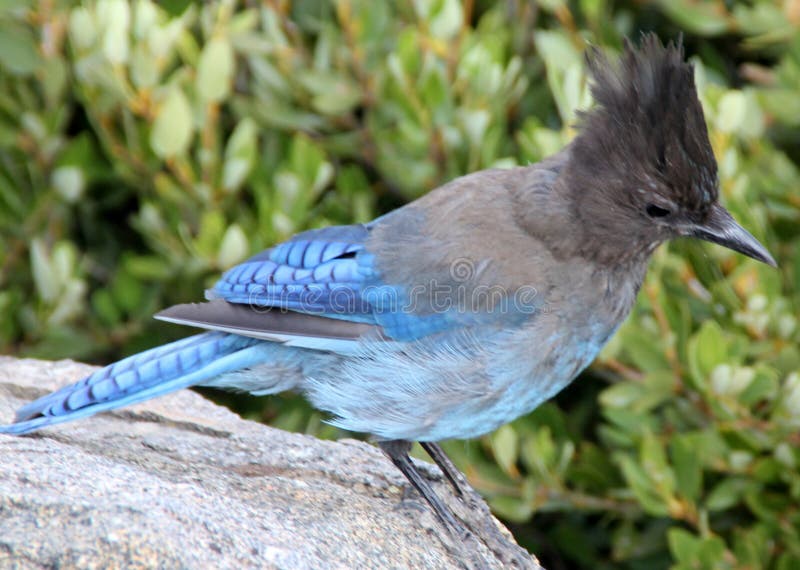 Cyanocitta stelleri, Steller-` s Eichelhäher stockbilder Cyanocitta stelleri, Steller-` s Eichelhäher stockbilder