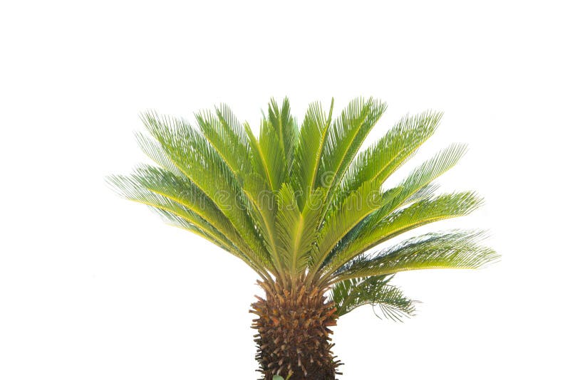 Cycad revoluta on a white background. stock image Cycad revoluta on a white background. stock image