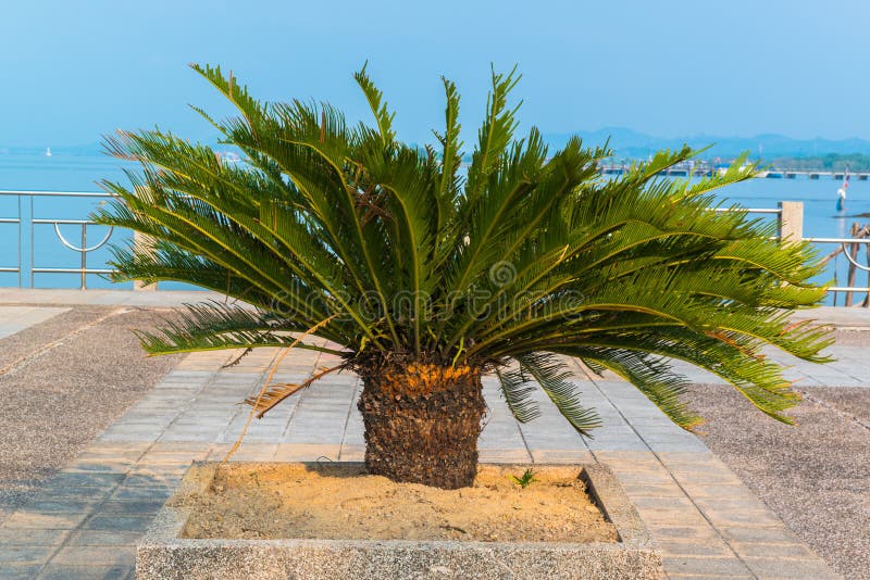 Cycad scientific name is Cycas circinalis L , royalty free stock photos Cycad scientific name is Cycas circinalis L , royalty free stock photos