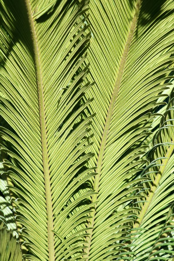 Cycas leaf royalty free stock photo Cycas leaf royalty free stock photo