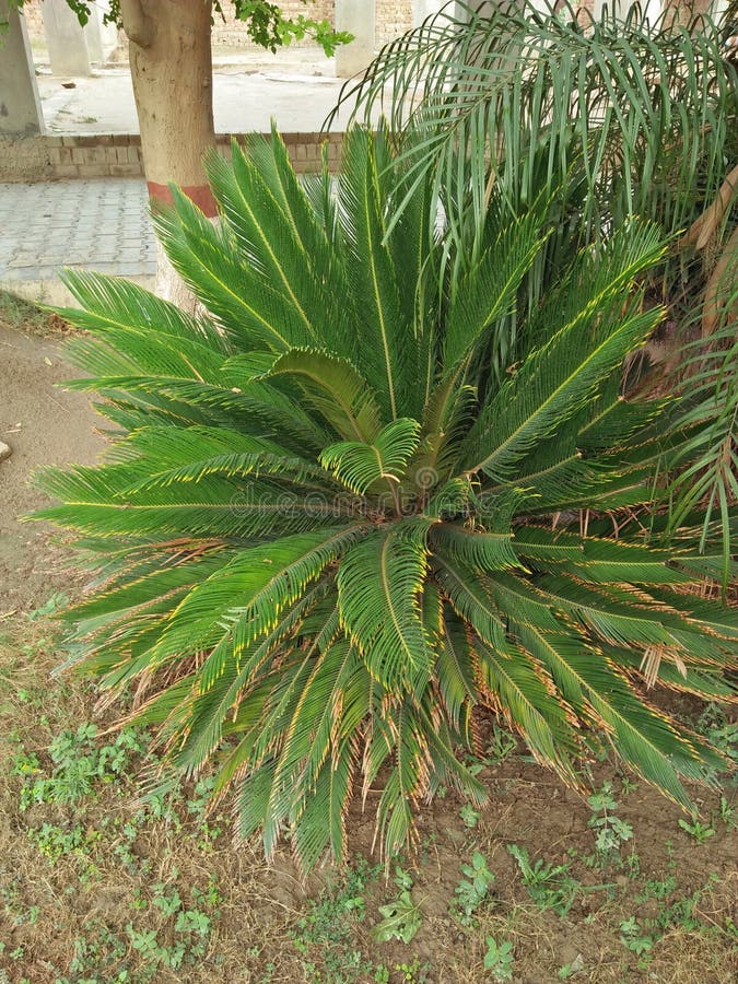 Cycas Revoluta arkivfoton Cycas Revoluta arkivfoton