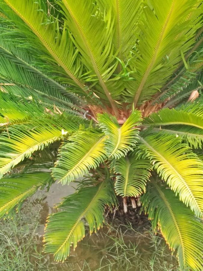 Cycas Revoluta royaltyfria foton Cycas Revoluta royaltyfria foton