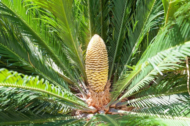 Cycas revoluta royalty free stock images Cycas revoluta royalty free stock images