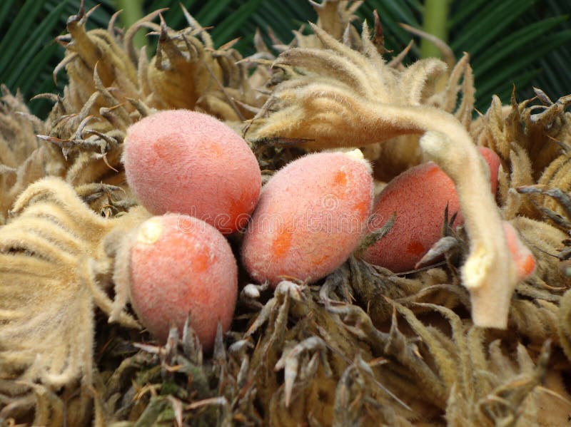 Cycas Revoluta Seeds Stock Photo Image Of Gymnosperms 38743934
