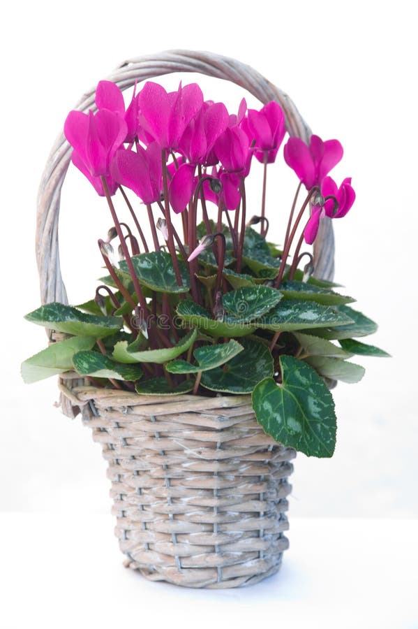 Cyclamen in a basket.