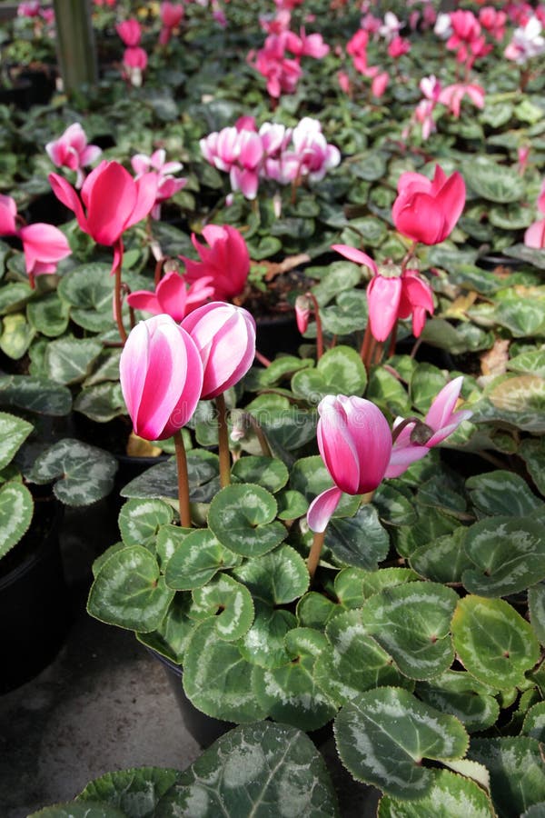 Cyclamen Coloque Com As Flores Do Cíclame Na Flor Na Estufa Pronta Para  Vendas Cyclamens Cor-de-rosa, Roxos, Decorativos, Brancos Imagem de Stock -  Imagem de folhagem, flora: 106836557