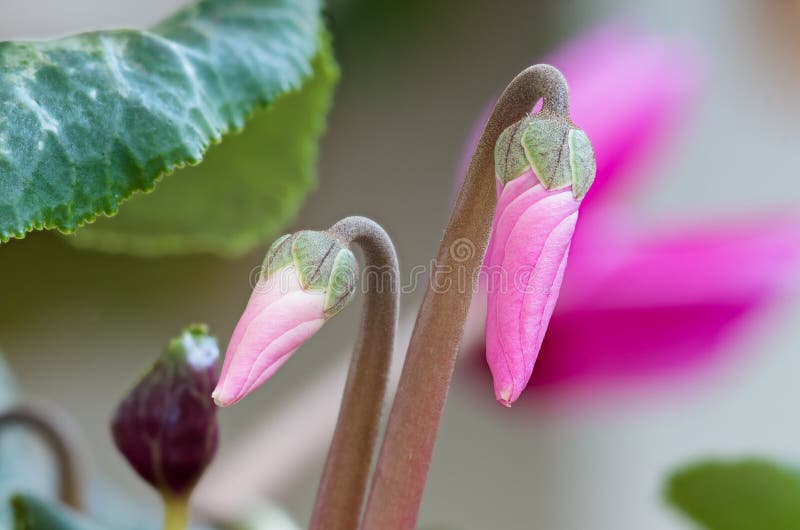 Cyclamen flower buds. Macro pink flowers. stock photography Cyclamen flower buds. Macro pink flowers. stock photography
