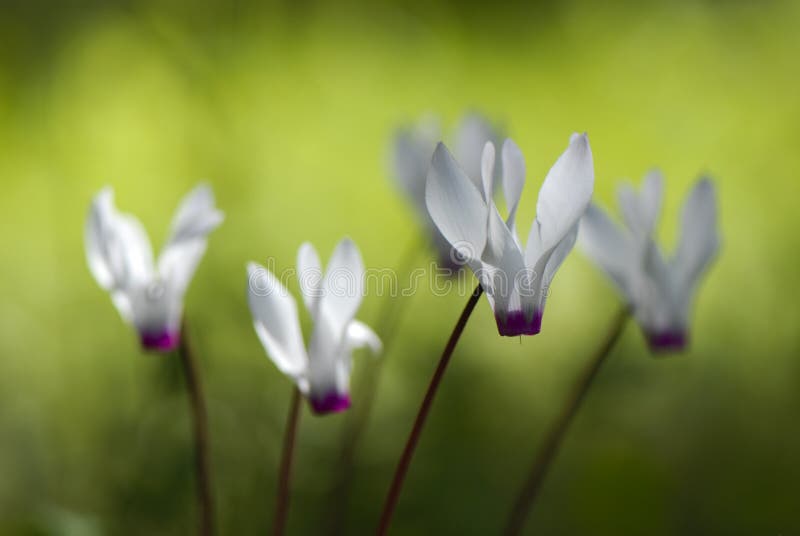 Cyclamen Flowers , Blooming in Late Winter Stock Photo Image of