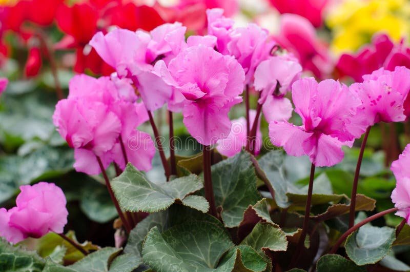 Cyclamen hederifolium