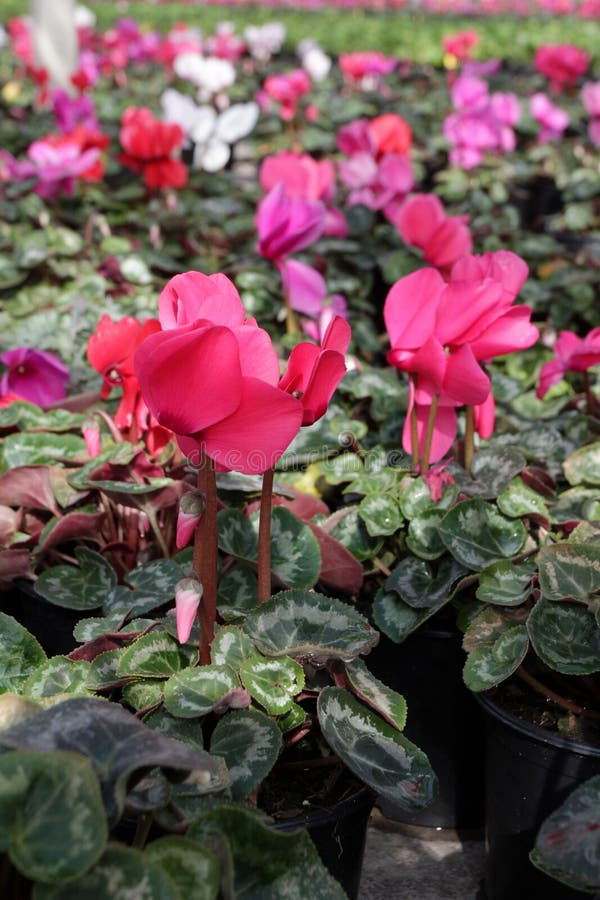 Cyclamen O Campo Da Variedade Colorida De Cíclame Floresce Na Flor Na  Estufa Pronta Para Vendas Cor-de-rosa, Roxo, Decorativo, Br Foto de Stock -  Imagem de folha, fundo: 106833526