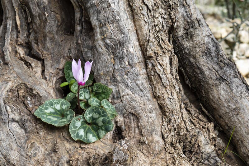 Cyclamen Persicum in Israel Stock Photo - Image of natural, flora: 171902920