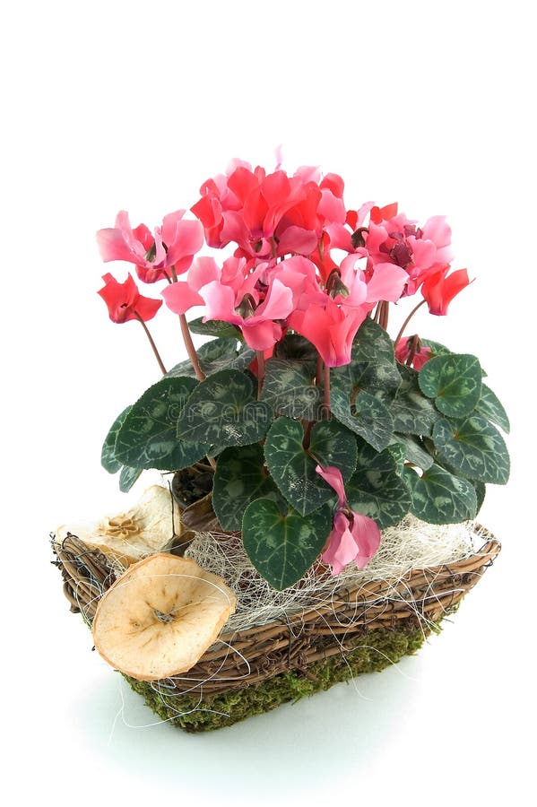 Cyclamen in un cestino fotografia stock libera da diritti Cyclamen in un cestino fotografia stock libera da diritti