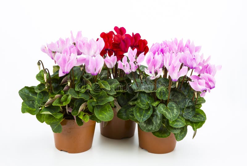 Cyclamen