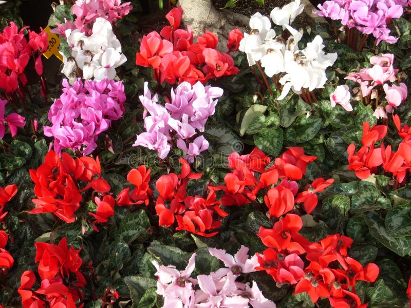 Pink Cyclamen Flower on a White Background. a Tender Plant is Ripped