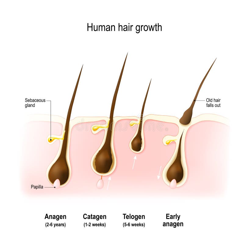 Cycle de croissance de cheveux illustration stock Cycle de croissance de cheveux illustration stock