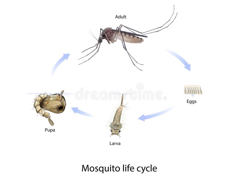 Duree De Vie D Un Moustique La Durée De Vie D'un Moustique | AUTOMASITES