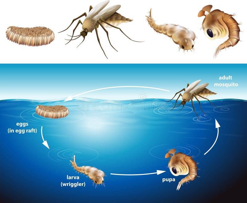 Duree De Vie D Un Moustique Cycle De Vie De Moustique Dans L'étang Illustration de Vecteur