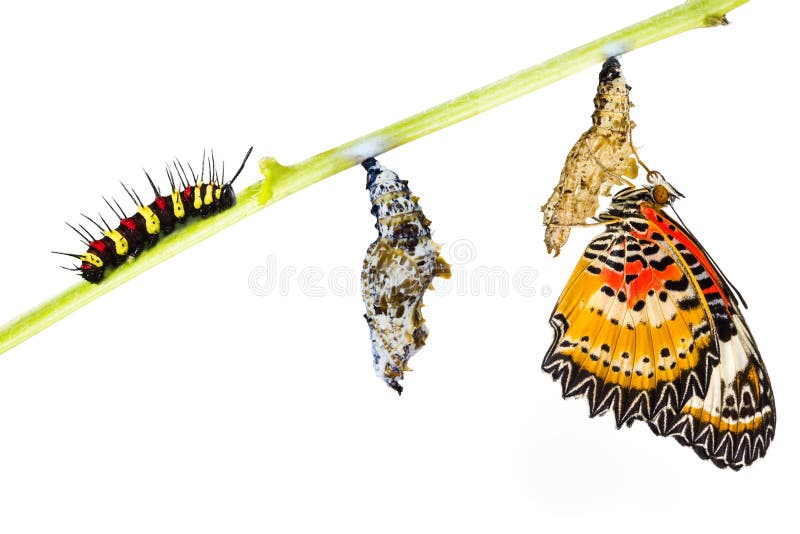Leopard lacewing (Cethosia cyane euanthes) butterfly , caterpillar, pupa and emerging. Leopard lacewing (Cethosia cyane euanthes) butterfly , caterpillar, pupa and emerging