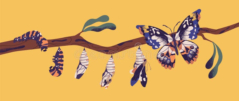 Cycle de vie des papillons - chenille, larve, pupa, éclosion d'imago. Étapes de la métamorphose, de la croissance et de la tran illustration stock