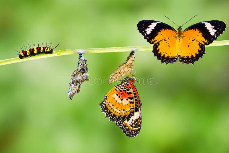 Male Leopard lacewing Cethosia cyane euanthes butterfly , caterpillar, pupa and emerging with clipping path. Male Leopard lacewing Cethosia cyane euanthes butterfly , caterpillar, pupa and emerging with clipping path