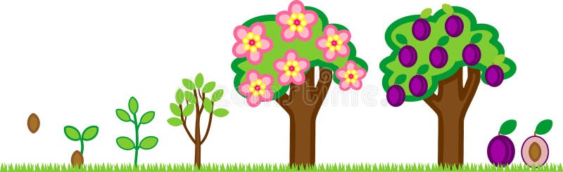 Cycle de vie de prunier Étape de croissance de plantes de graine à l'arbre avec des fruits illustration libre de droits Cycle de vie de prunier Étape de croissance de plantes de graine à l'arbre avec des fruits illustration libre de droits
