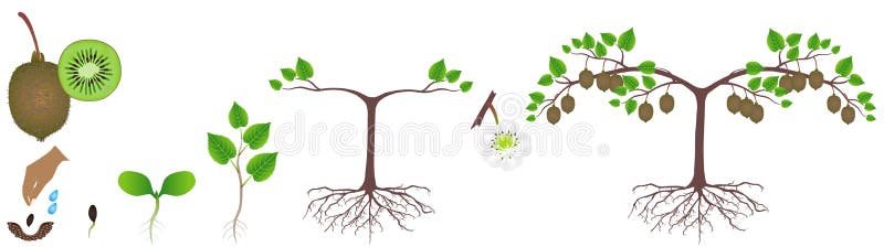 Cycle Of Growth Of A Plant Of A Cotton Isolated On A White Background