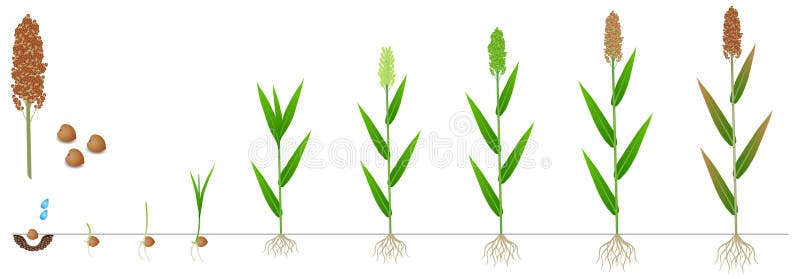 Cycle of growth of a sorghum plant on a white background.