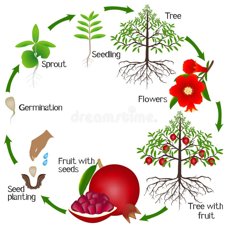 Life Cycle of a Pomegranate Tree on a White Background. Stock Vector ...