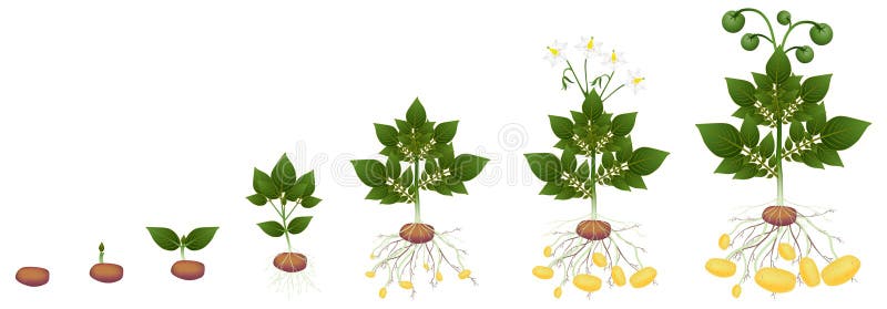 Cycle of potato plant on a white background.