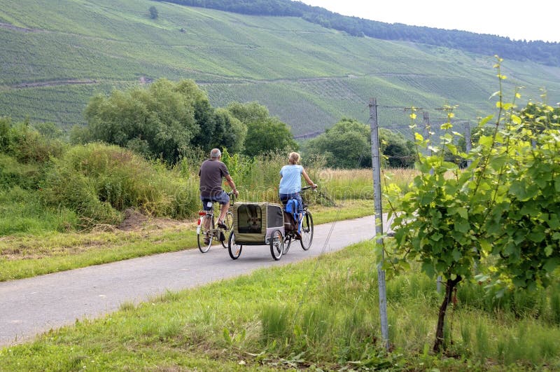 Cycling along vineyards on the Moselle, Germany. Germany, Rhineland-Palatinate, city, small town Bernkastel-Kues: an older couple makes a bike ride, Mosel bike stock photos Cycling along vineyards on the Moselle, Germany. Germany, Rhineland-Palatinate, city, small town Bernkastel-Kues: an older couple makes a bike ride, Mosel bike stock photos