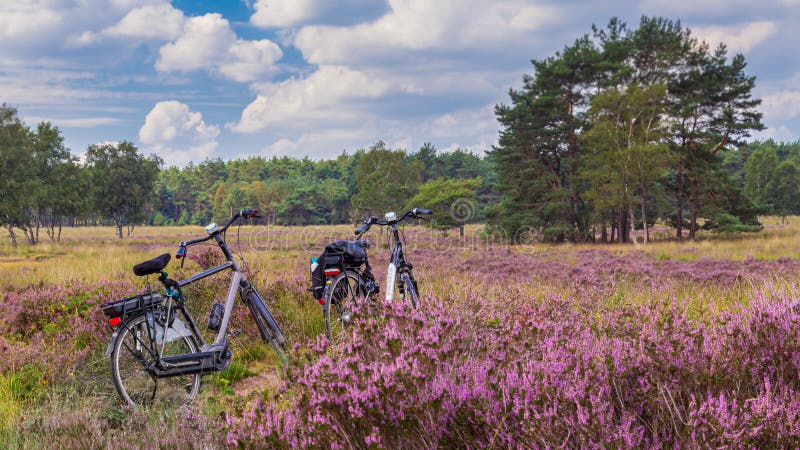 Cycling thorugh blooming heather Veluwe Netherlands