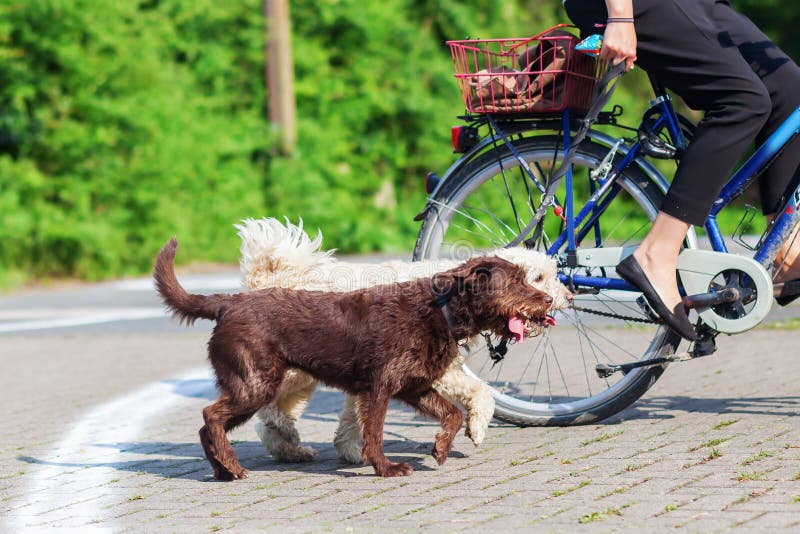 Cyclist with two dogs