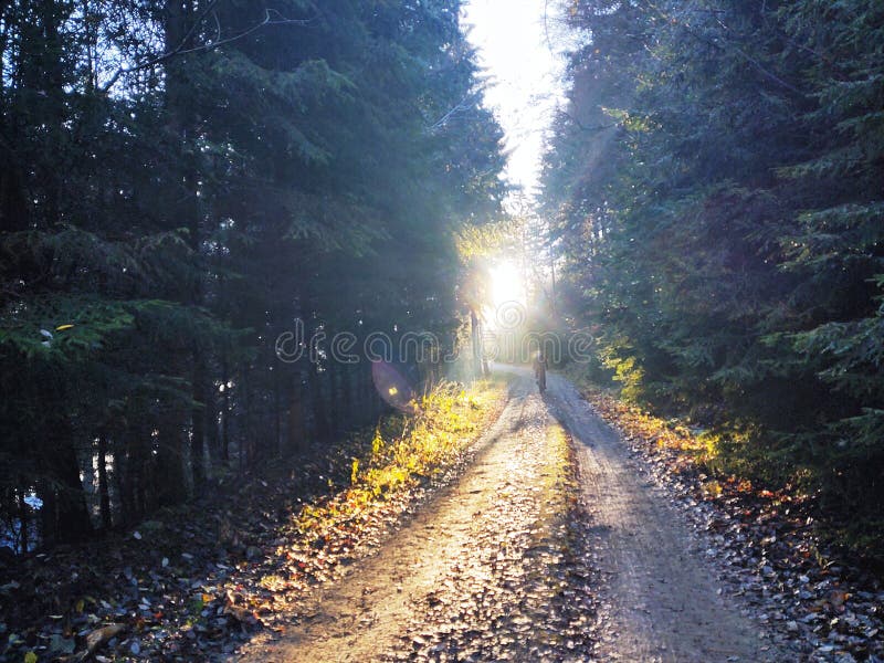 Cyclist in the woods in the nature during summer or autumn.