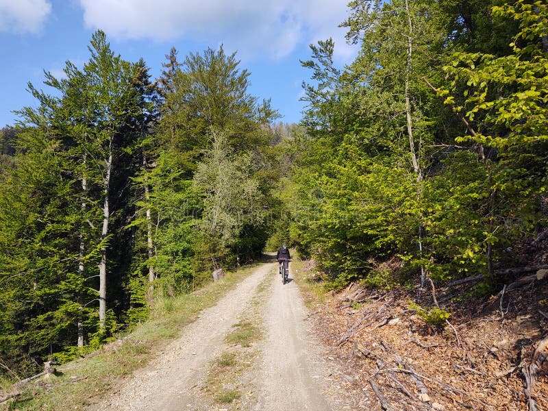 Cyklista v lese v prírode počas leta alebo jesene.