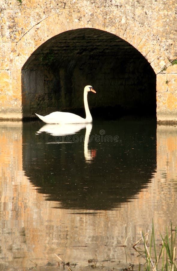 Lovely white swan photo taken in london. Lovely white swan photo taken in london