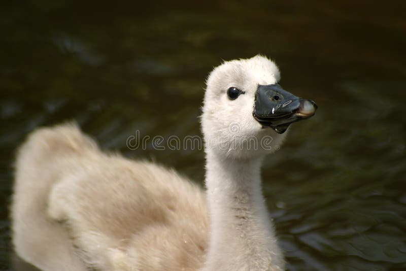 Cygne photo libre de droits Cygne photo libre de droits