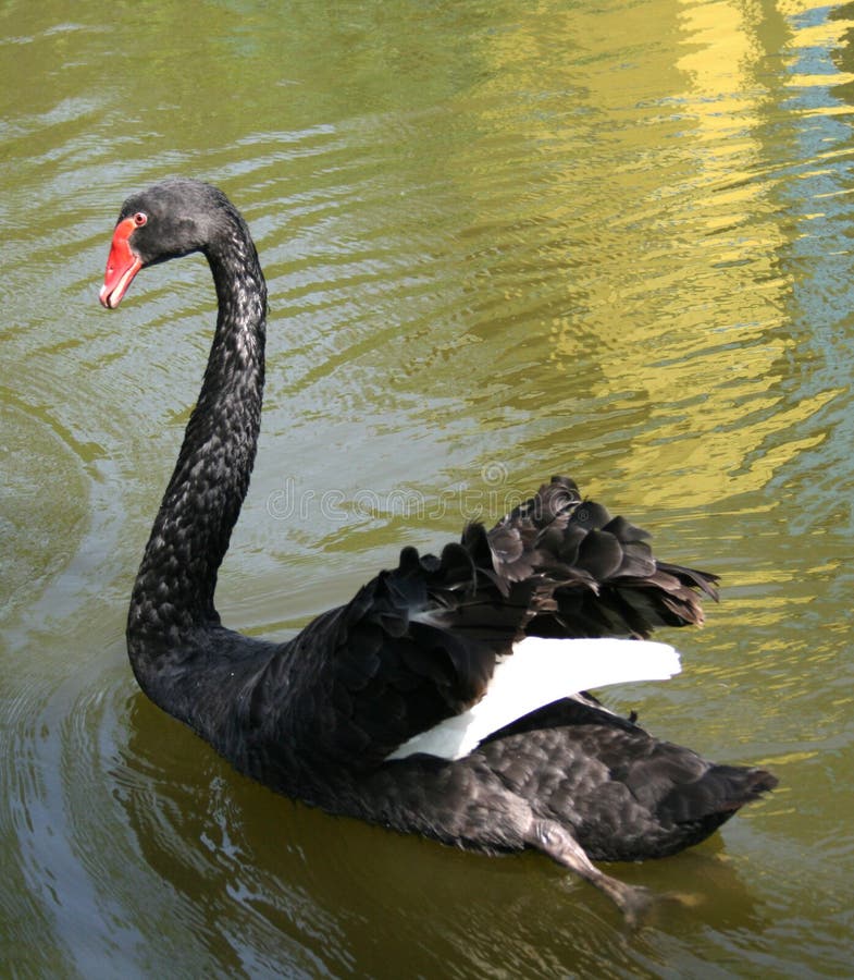Cygne image libre de droits Cygne image libre de droits