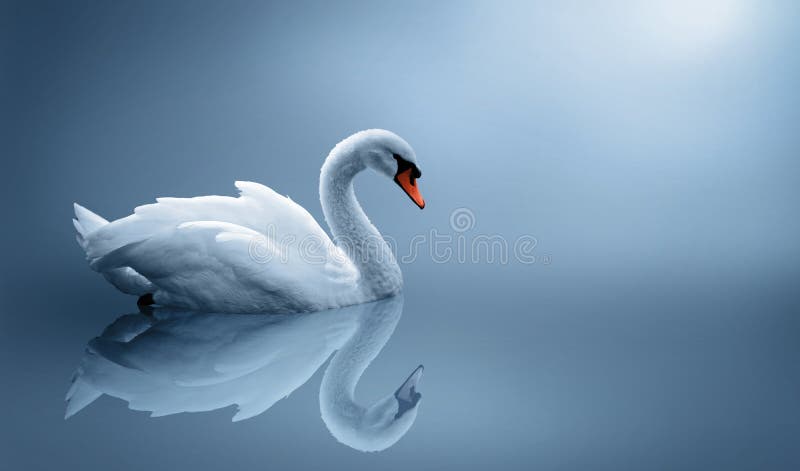 Cygne images libres de droits Cygne images libres de droits