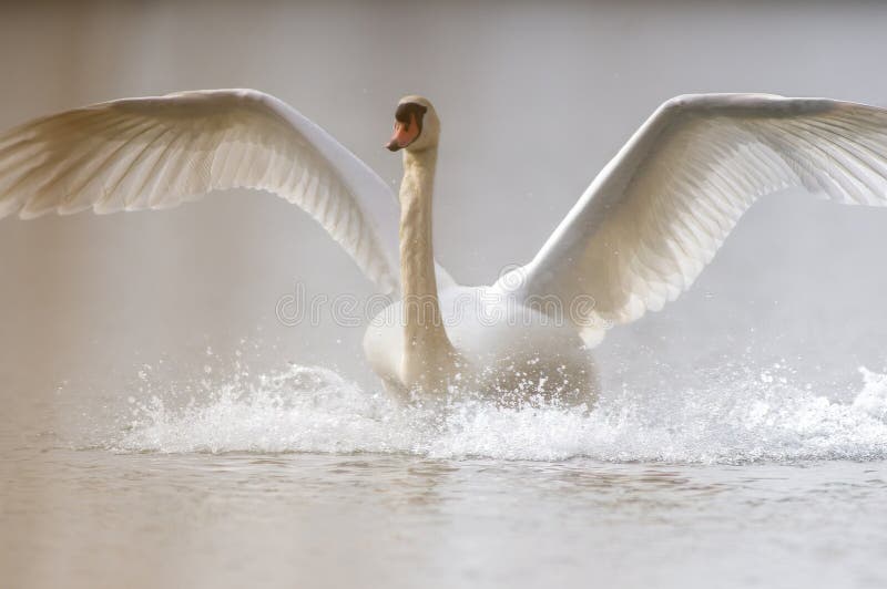 adult swan landing on a lake. adult swan landing on a lake