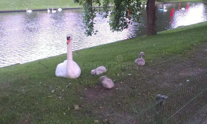 1 white swan with 3 babies by the water. 1 white swan with 3 babies by the water