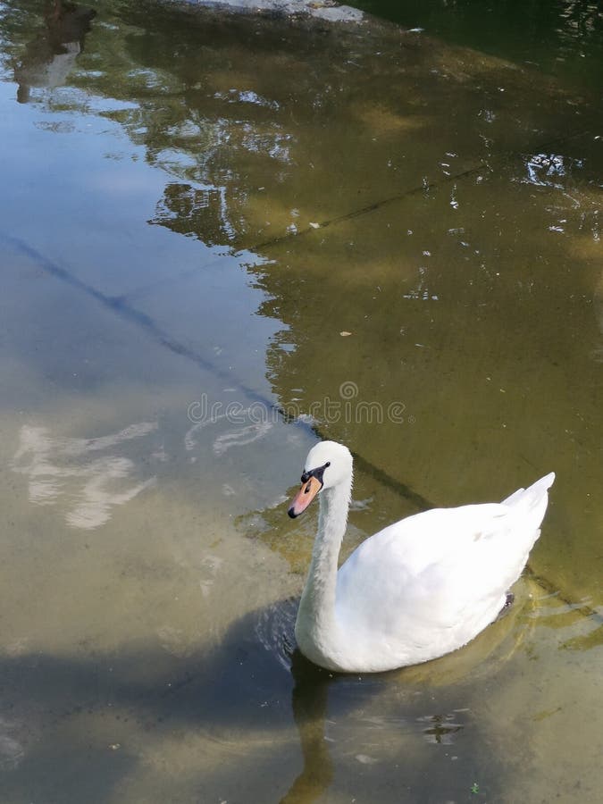 White Swan 1. White Swan 1