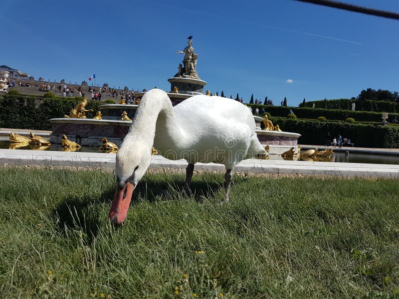 Cygne blanc dans le jardin du palais de Versailles photographie stock libre de droits Cygne blanc dans le jardin du palais de Versailles photographie stock libre de droits