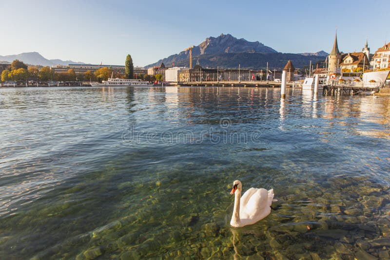 Lucerne,Switzerland - October 1, 2019 - White swan on clear Luzern lake in front of Seebruck bridge and historical building and mount pilatus background. Lucerne is the most travel destination in Switzerland. Lucerne,Switzerland - October 1, 2019 - White swan on clear Luzern lake in front of Seebruck bridge and historical building and mount pilatus background. Lucerne is the most travel destination in Switzerland